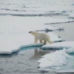 A polar bear is swimming in the water.